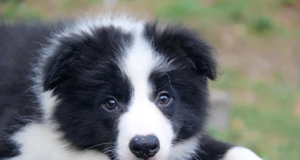 边境牧羊犬的喜好与活动指南：满足其活力与智力需求