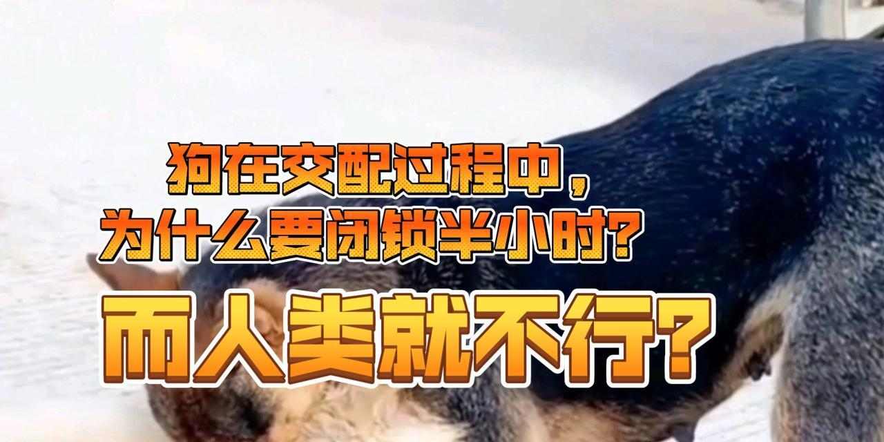 狗狗交配之原因与行为解析（探索狗狗交配的生物学动机与社会影响）
