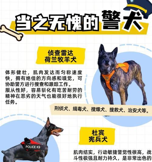 狗的器官奥秘（探索狗身体内部的奥秘之旅）